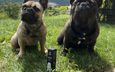 Francoski buldog kraljuje, a kdo mu sledi v letu 2023?