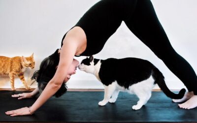 Mačja joga: Ko mačke izboljšajo vašo jogo.
