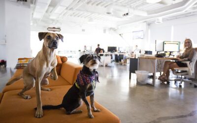 Psi v pisarni: Kako kužki izboljšujejo delovno vzdušje?