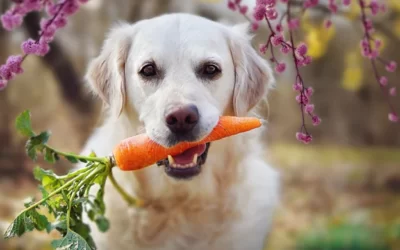 Superživila (superfoods) za pse in mačke: Mit ali revolucija v prehrani?